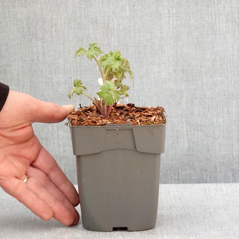 Exemplaar van Delphinium elatum Highlander Samba - Ridderspoor Kweekpotje van 8/9 cm zoals geleverd in de lente