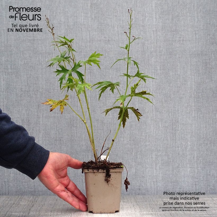 Exemplaar van Delphinium Highlander Sweet Sensation - Ridderspoor Kweekpotje van 8/9 cm zoals geleverd in de herfst