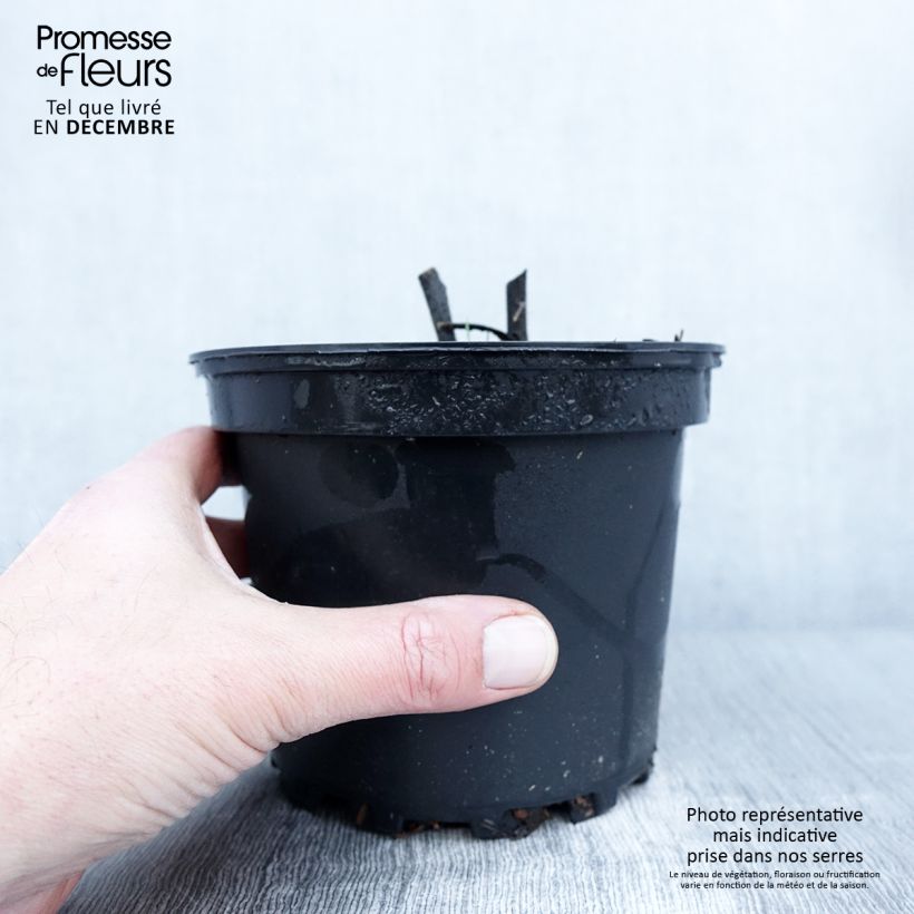 Exemplaar van Delphinium Pacific Astolat - Pied d'Alouette vivace Pot de 2L/3L zoals geleverd in de herfst