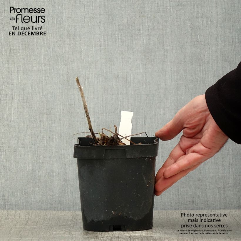 Exemplaar van Delphinium Pacific Black Knight - Ridderspoor Pot van 2 l/3 l zoals geleverd in de herfst