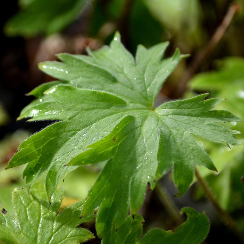 Delphinium Pacific Blue Bird - Ridderspoor (Blad)