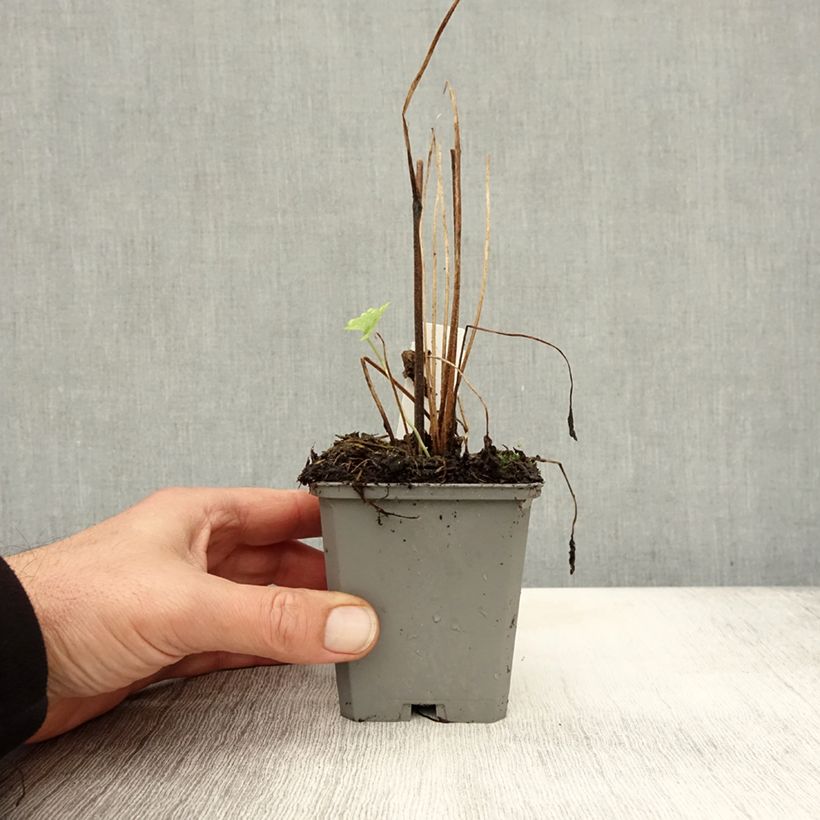Exemplaar van Delphinium Pacific Blue Bird - Ridderspoor Kweekpotje van 7/8 cm zoals geleverd in de herfst