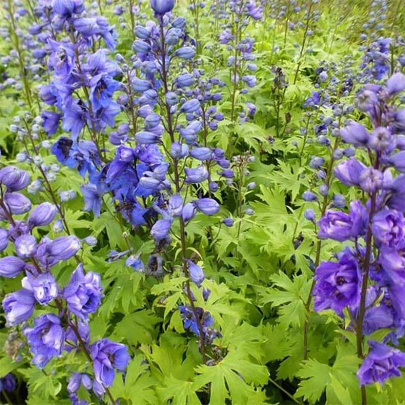 Delphinium Pacific Blue Jay - Ridderspoor (Groeiplaats)