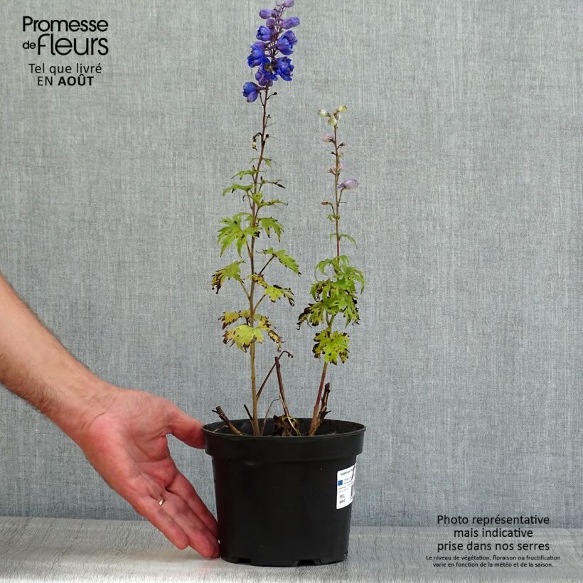 Exemplaar van Delphinium Pacific Blue Jay - Ridderspoor Pot van 2 l/3 l zoals geleverd in de zomer