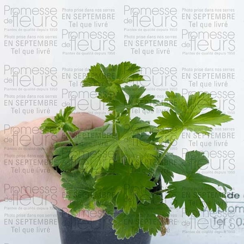 Delphinium Pacific King Arthur - Ridderspoor (Groeiplaats)