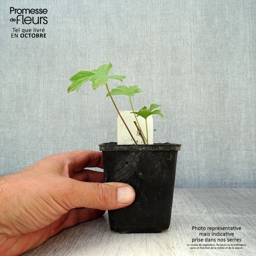 Exemplaar van Delphinium Pacific King Arthur - Ridderspoor Kweekpotje van 7/8 cm zoals geleverd in de herfst