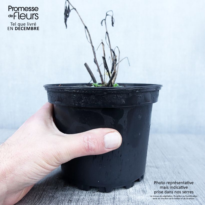 Exemplaar van Delphinium Pacific Summer Skies - Pied d'Alouette vivace Pot de 2L/3L zoals geleverd in de herfst
