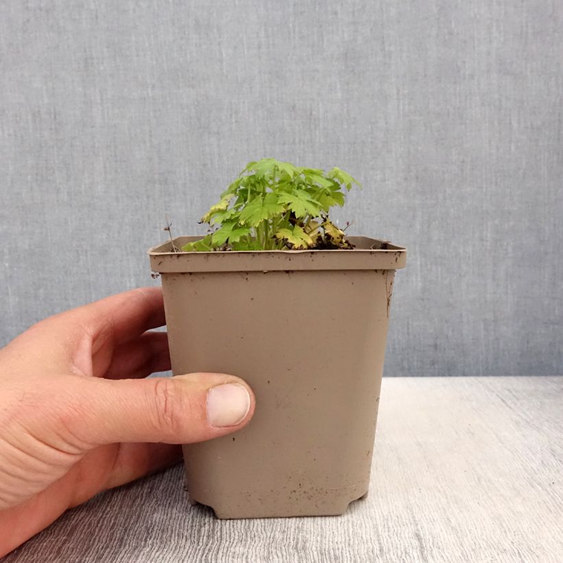 Exemplaar van Delphinium cultorum Finsteraarhorn - Ridderspoor Kweekpotje van 8/9 cm zoals geleverd in de lente