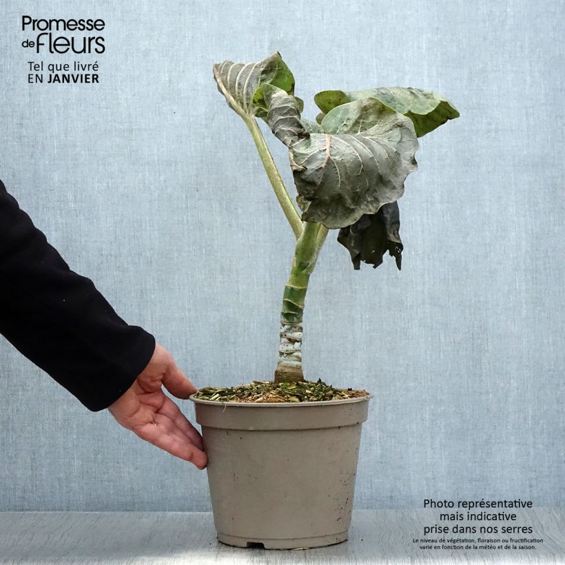 Example of Dendroseris litoralis - Koolboom Pot van 4 l/5 l as you get in hiver