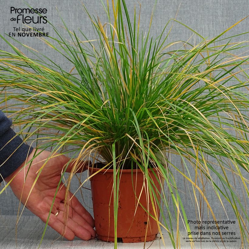 Exemplaar van Deschampsia cespitosa Bronzeschleier - Ruwe smele Pot van 2 l/3 l zoals geleverd in de herfst