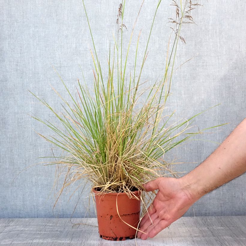 Exemplaar van Deschampsia cespitosa Bronzeschleier - Ruwe smele Pot van 2 l/3 l zoals geleverd in de zomer