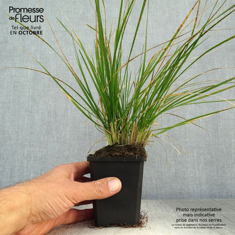 Exemplaar van Deschampsia cespitosa - Ruwe smele Kweekpotje van 8/9 cm zoals geleverd in de herfst