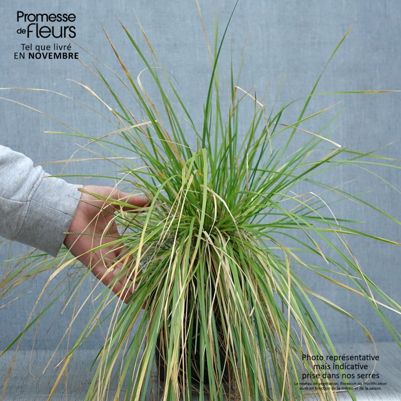 Exemplaar van Deschampsia cespitosa - Ruwe smele Pot van 2 l/3 l zoals geleverd in de herfst