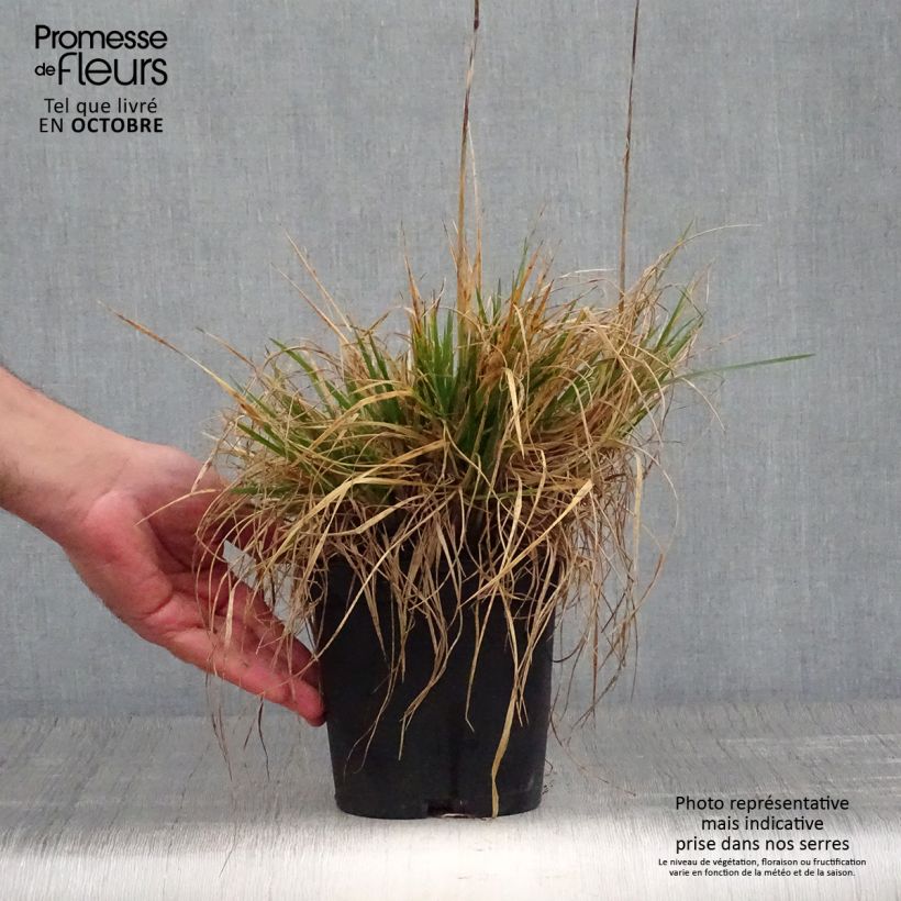 Exemplaar van Deschampsia cespitosa Goldschleier - Ruwe smele Pot van 1,5 l/2 l zoals geleverd in de herfst