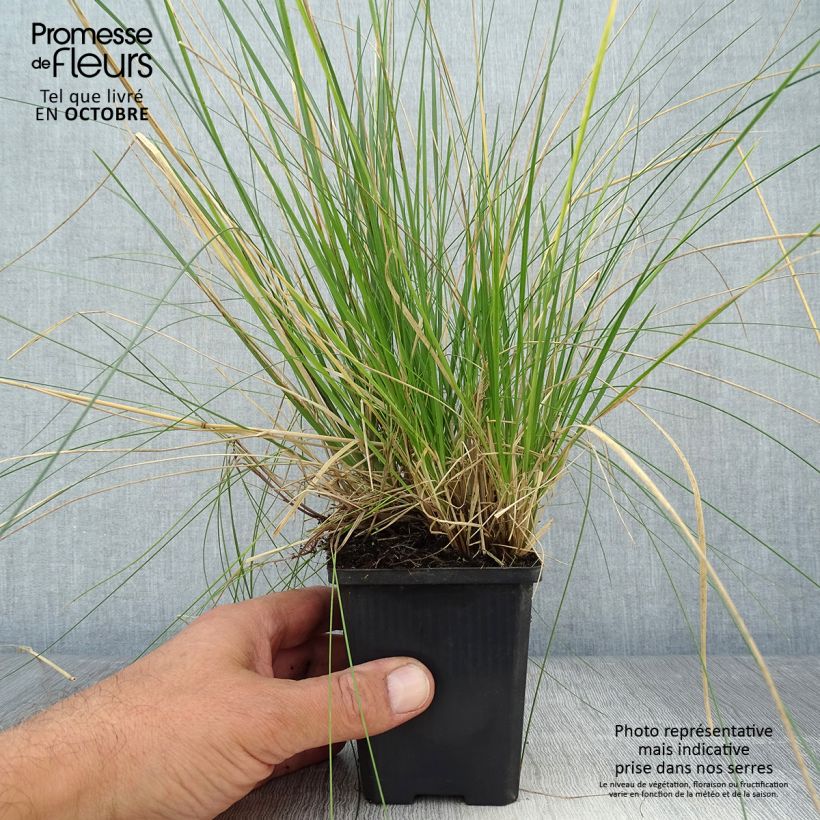 Exemplaar van Deschampsia cespitosa Goldtau - Ruwe smele Kweekpotje van 8/9 cm zoals geleverd in de herfst