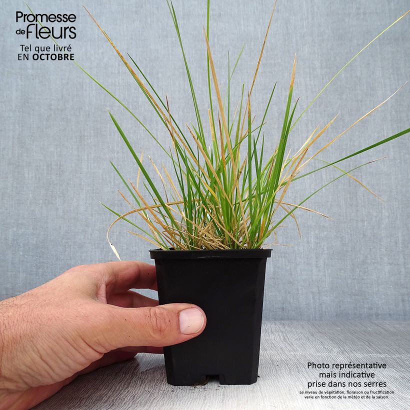 Exemplaar van Deschampsia cespitosa Palava - Ruwe smele Kweekpotje van 8/9 cm zoals geleverd in de herfst
