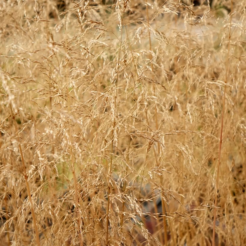 Deschampsia cespitosa Palava - Ruwe smele (Blad)
