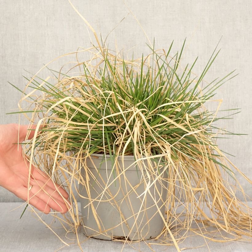 Exemplaar van Deschampsia cespitosa Palava - Ruwe smele Pot van 3 l/4 l zoals geleverd in de lente