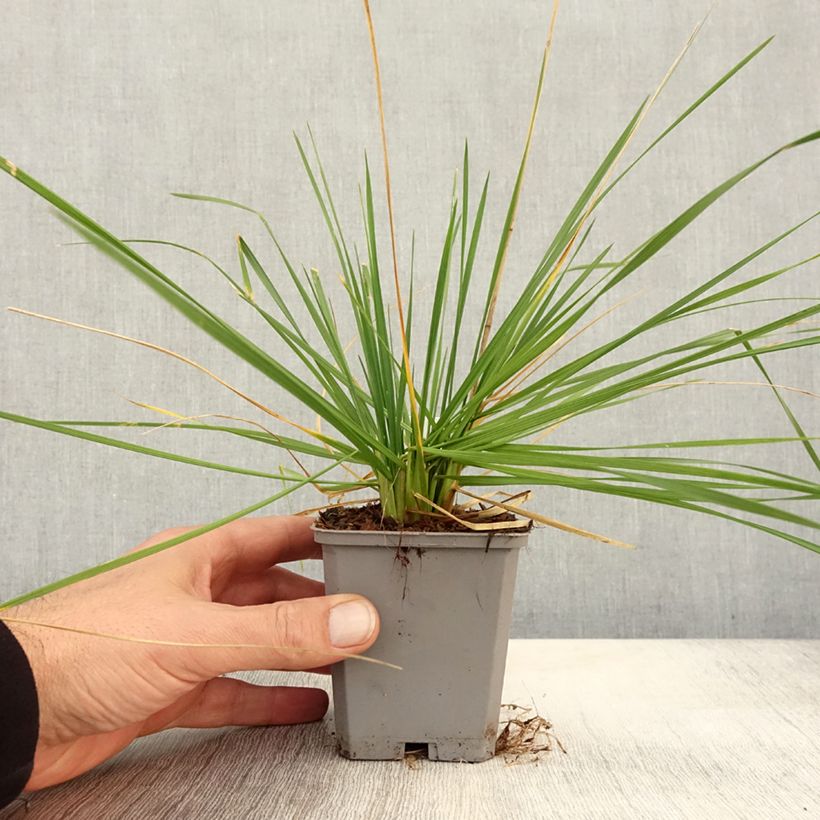 Exemplaar van Deschampsia cespitosa Pixie Fountain - Ruwe smele Kweekpotje van 8/9 cm zoals geleverd in de herfst