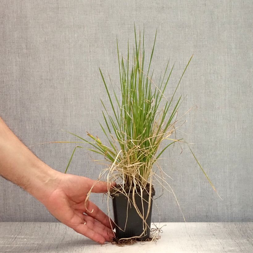 Exemplaar van Deschampsia cespitosa Pixie Fountain - Ruwe smele Kweekpotje van 8/9 cm zoals geleverd in de zomer