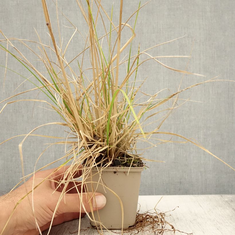 Exemplaar van Deschampsia cespitosa Tardiflora - Ruwe smele Kweekpotje van 8/9 cm zoals geleverd in de herfst