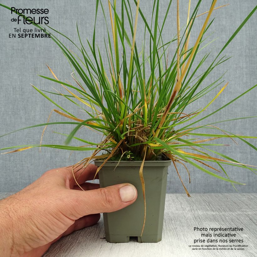 Exemplaar van Deschampsia cespitosa Tardiflora - Ruwe smele Kweekpotje van 8/9 cm zoals geleverd in de zomer