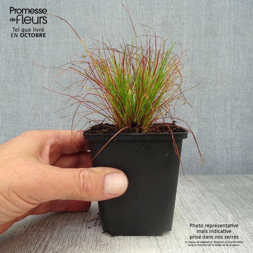 Exemplaar van Deschampsia flexuosa - Bochtige smele Kweekpotje van 8/9 cm zoals geleverd in de herfst