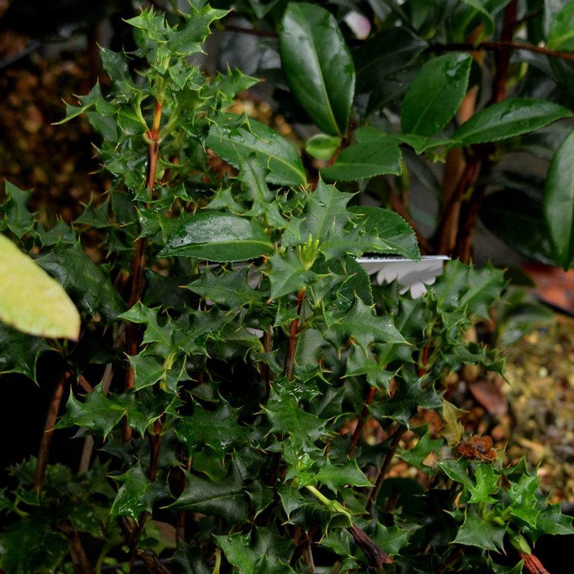Desfontainia spinosa (Blad)