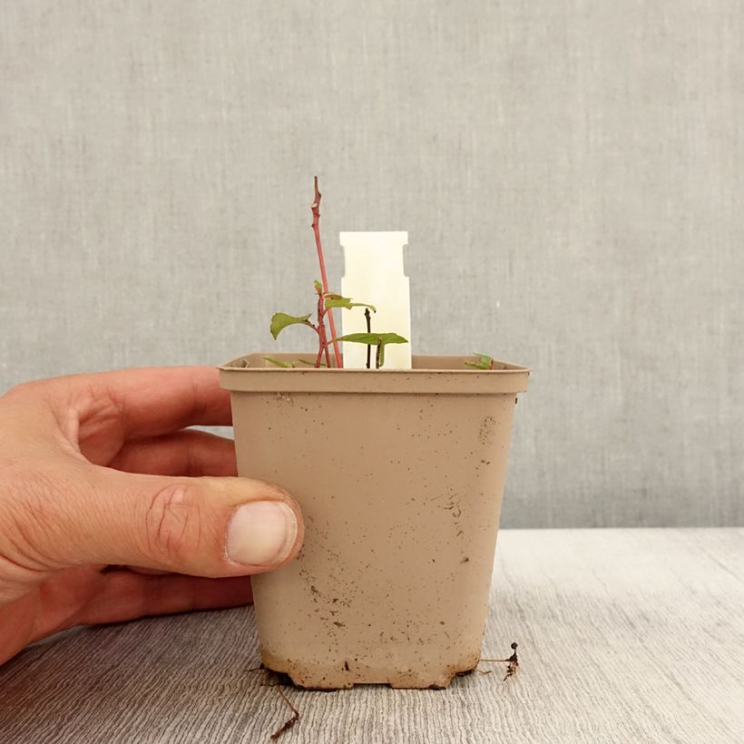 Exemplaar van Desmodium nudiflorum - Kleefklaver Kweekpotje van 8/9 cm zoals geleverd in de herfst