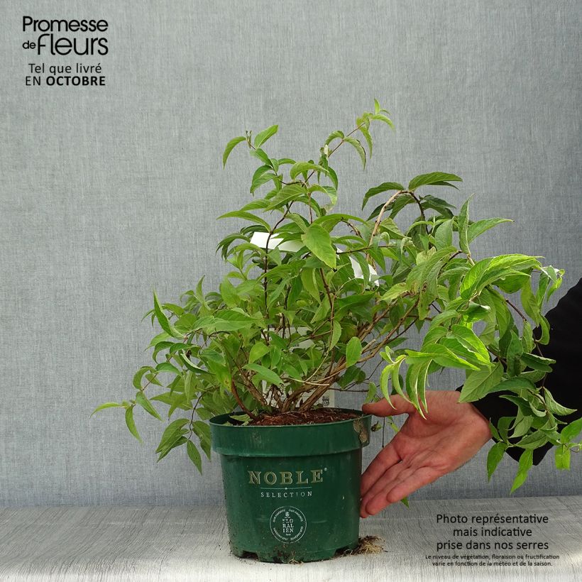 Exemplaar van Deutzie Lavender Time - Deutzia compacta Pot van 3 l/4 l zoals geleverd in de herfst