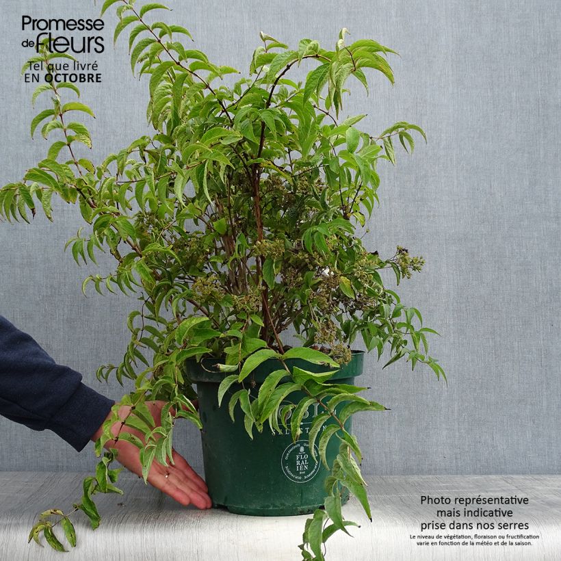 Exemplaar van Deutzie Lavender Time - Deutzia compacta Pot van 7,5 l/10 l zoals geleverd in de herfst