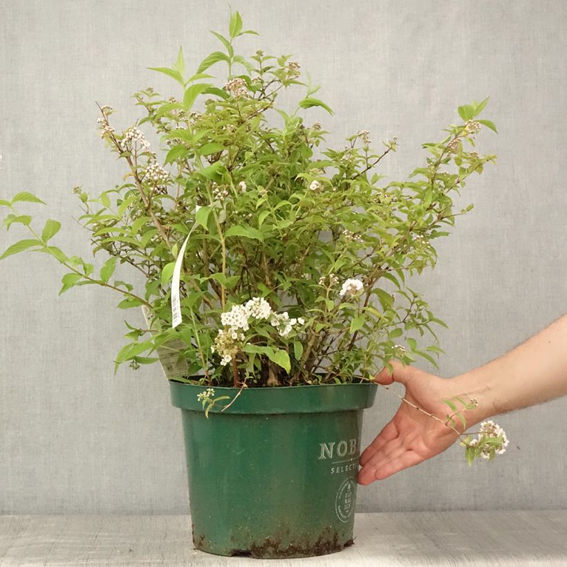 Exemplaar van Deutzie Lavender Time - Deutzia compacta Pot van 7,5 l/10 l zoals geleverd in de zomer