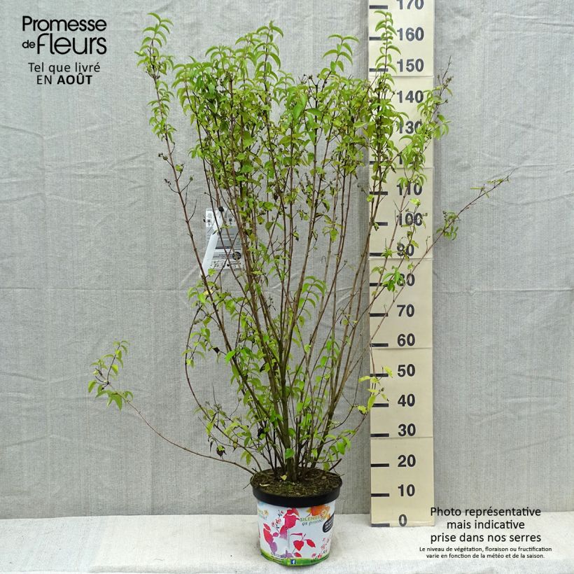 Exemplaar van Deutzia crenata Pride of Rochester - Bruidsbloem Pot van 7,5 l/10 l zoals geleverd in de zomer
