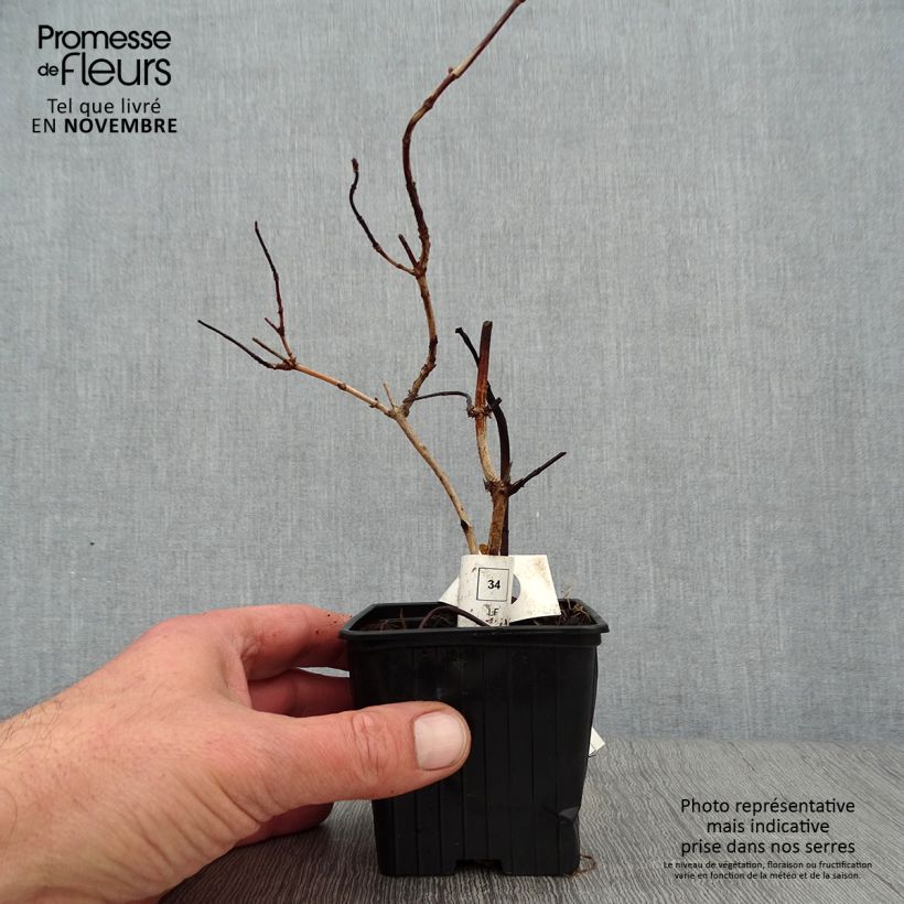 Exemplaar van Deutzia crenata Pride of Rochester - Bruidsbloem Kweekpotje van 8/9 cm zoals geleverd in de herfst