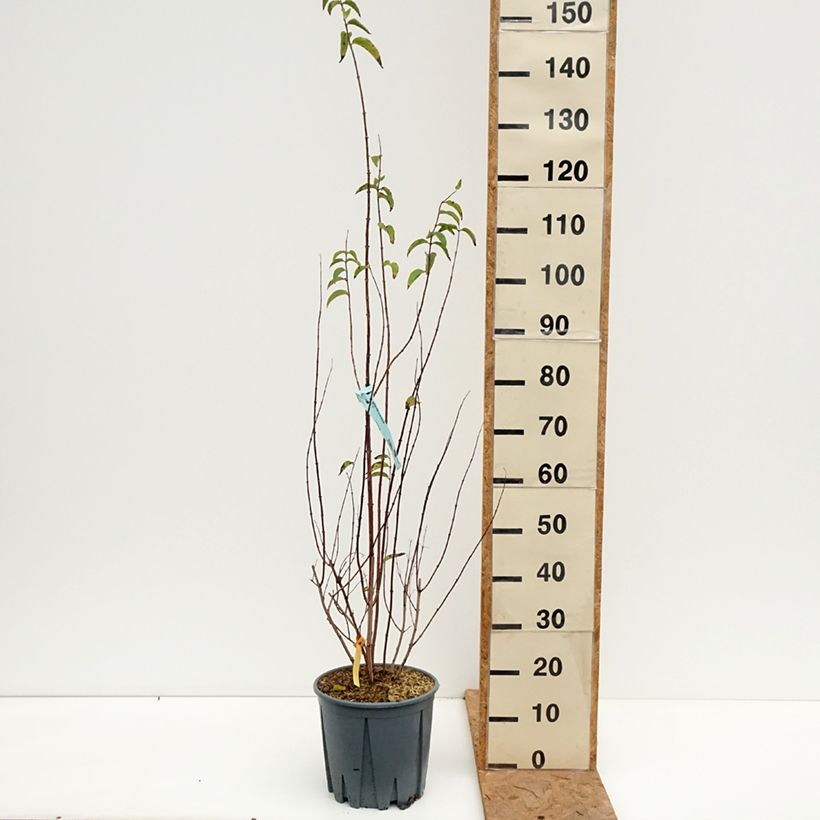Exemplaar van Deutzia crenata Pride of Rochester - Bruidsbloem Pot van 7,5 l/10 l zoals geleverd in de herfst