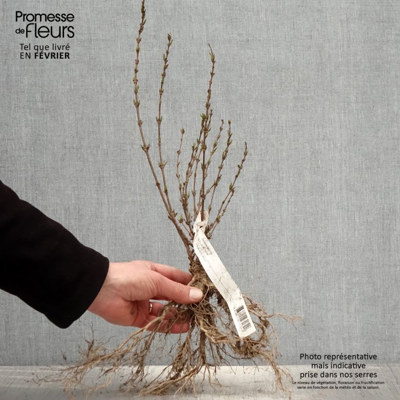 Exemplaar van Deutzia gracilis - Bruidsbloem Naakte wortel zoals geleverd in de winter