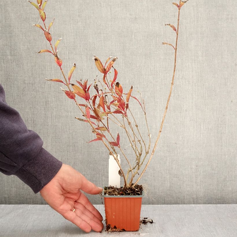 Exemplaar van Deutzia gracilis - Bruidsbloem Kweekpotje van 8/9 cm zoals geleverd in de herfst