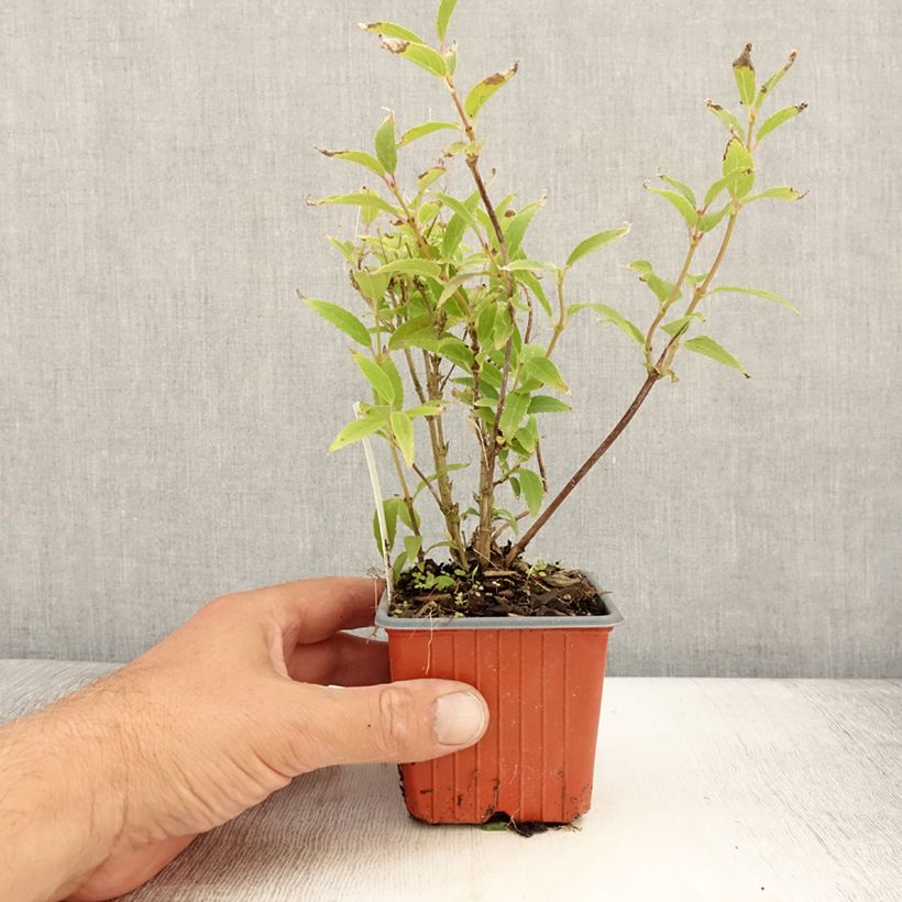 Exemplaar van Deutzia gracilis - Bruidsbloem Kweekpotje van 8/9 cm zoals geleverd in de zomer