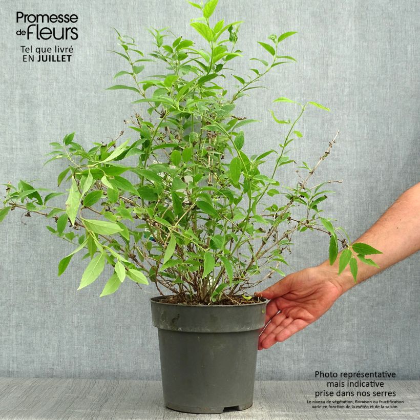 Exemplaar van Deutzia gracilis - Bruidsbloem Pot van 4 l/5 l zoals geleverd in de zomer