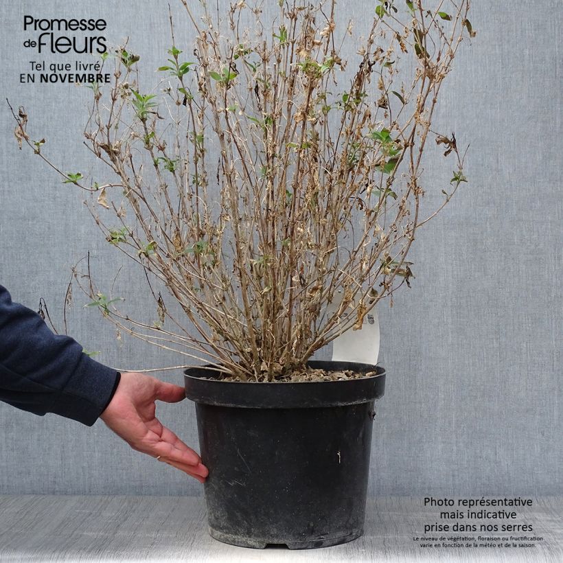 Exemplaar van Deutzia gracilis Nikko - Bruidsbloem Pot van 7,5 l/10 l zoals geleverd in de herfst