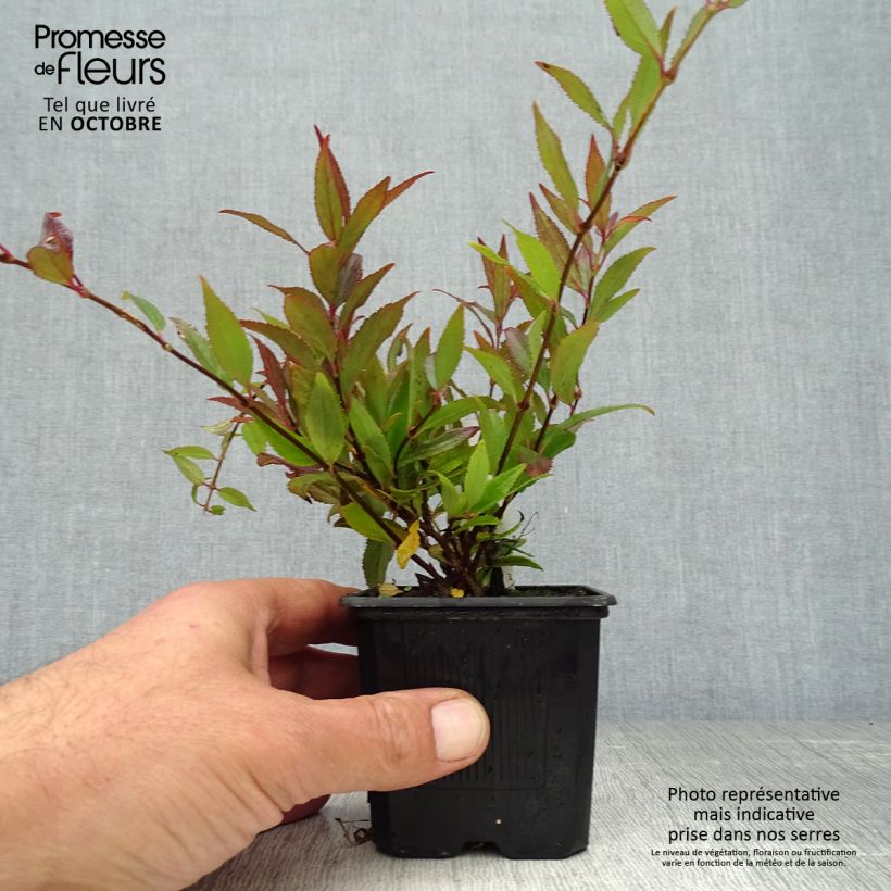 Exemplaar van Deutzia gracilis Nikko - Bruidsbloem Kweekpotje van 8/9 cm zoals geleverd in de herfst