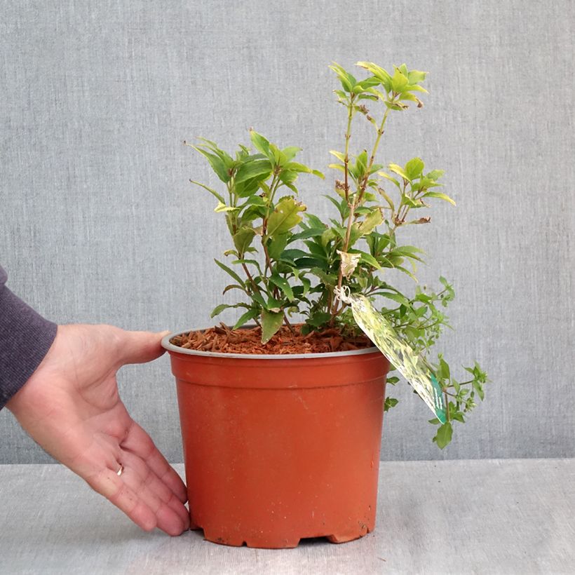 Exemplaar van Deutzia gracilis Variegata - Bruidsbloem Pot van 3 l/4 l zoals geleverd in de herfst