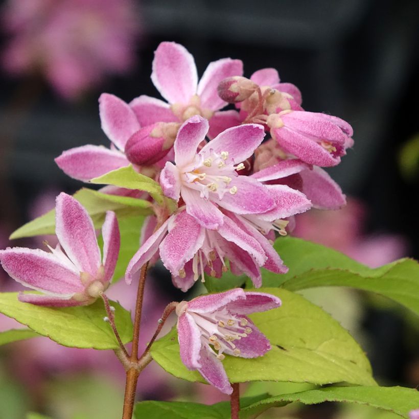 Deutzia hybrida Strawberry Fields - Bruidsbloem (Bloei)