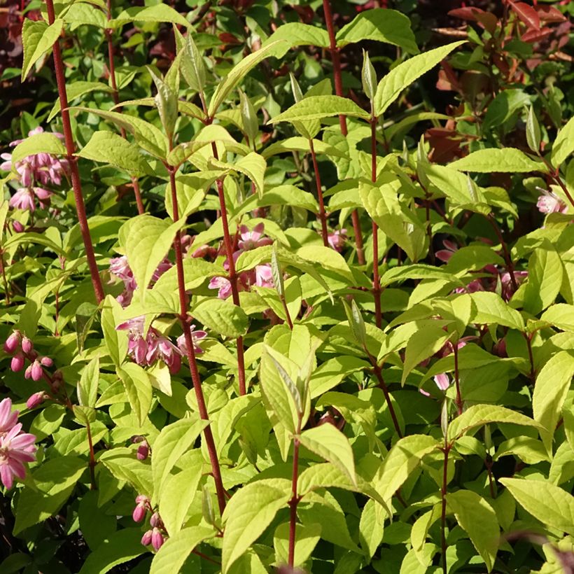 Deutzia hybrida Strawberry Fields - Bruidsbloem (Groeiplaats)