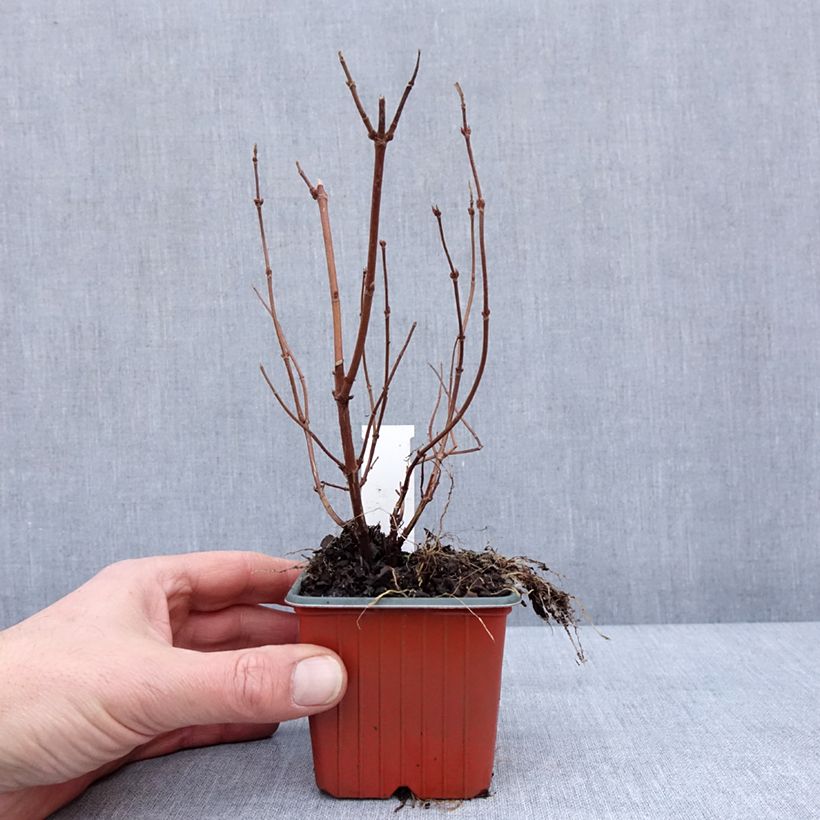 Exemplaar van Deutzia hybrida Strawberry Fields - Deutzie Godet de 8/9 cm zoals geleverd in de winter