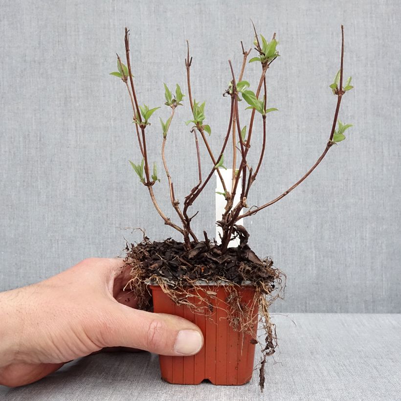 Exemplaar van Deutzia hybrida Strawberry Fields - Bruidsbloem Kweekpotje van 8/9 cm zoals geleverd in de lente