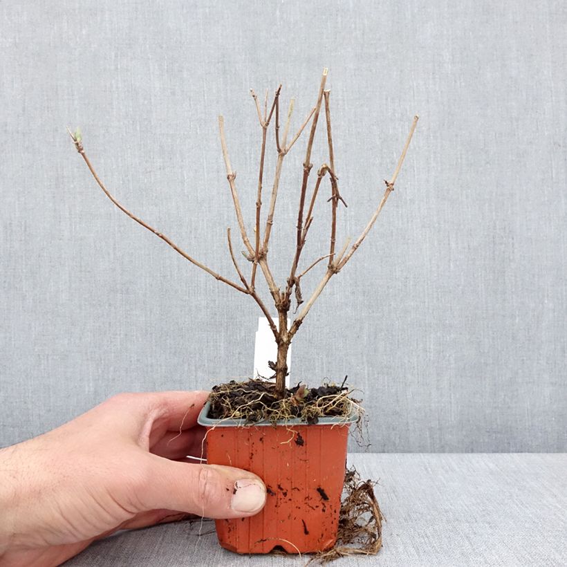 Exemplaar van Deutzia Mont Rose - Bruidsbloem Kweekpotje van 8/9 cm zoals geleverd in de lente