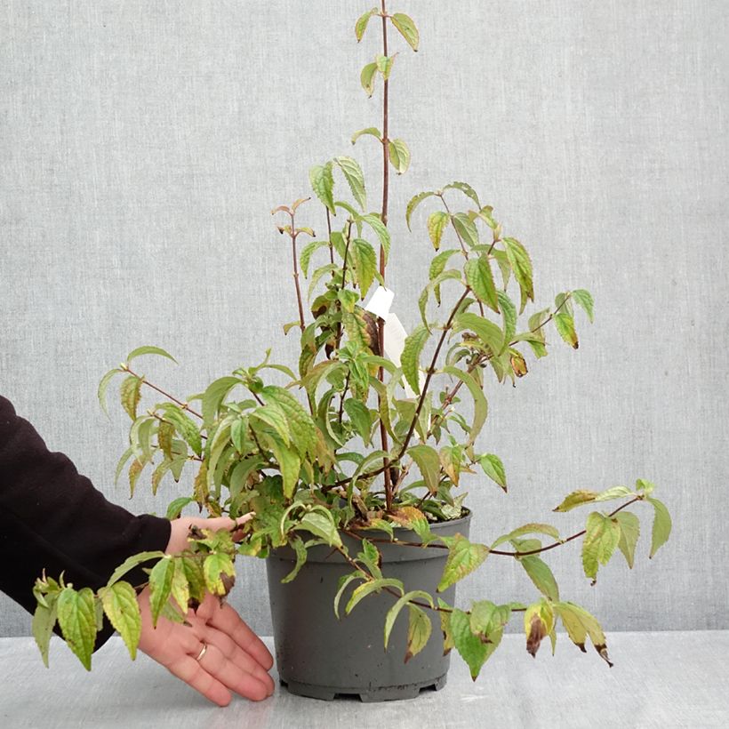 Exemplaar van Deutzia Mont Rose - Bruidsbloem Pot van 2 l/3 l zoals geleverd in de herfst