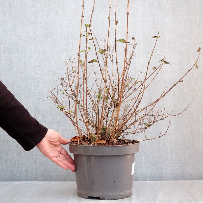 Exemplaar van Deutzia Mont Rose - Bruidsbloem Pot van 7,5 l/10 l zoals geleverd in de herfst