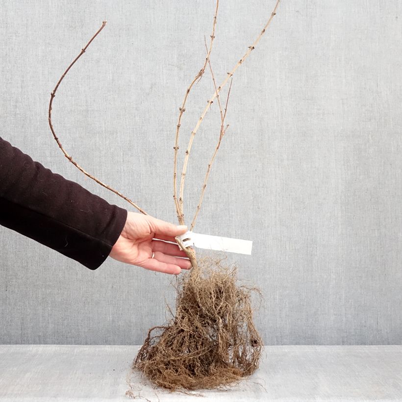 Exemplaar van Deutzia Mont Rose - Bruidsbloem Naakte wortel zoals geleverd in de winter